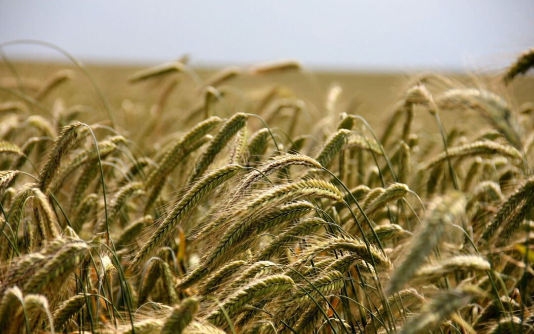 Anterra Capital holds $175m initial closing of second global food and agriculture technology fund