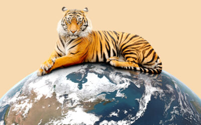 Tiger Global Closes $12.7bn For Latest Growth Fund