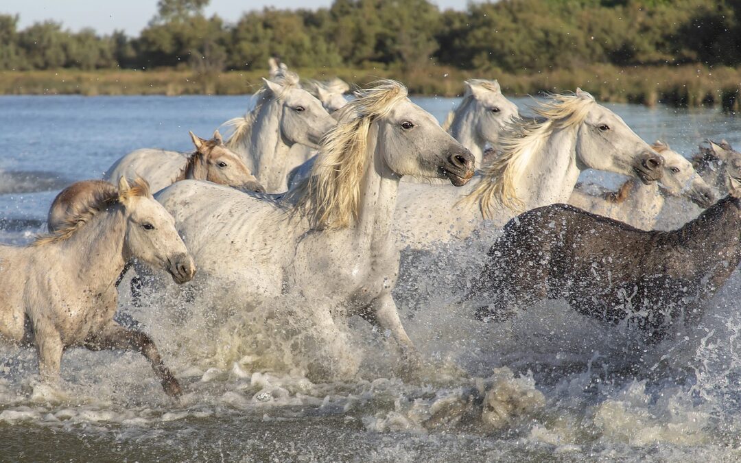 HIG WhiteHorse closes latest direct lending fund at $1.65bn