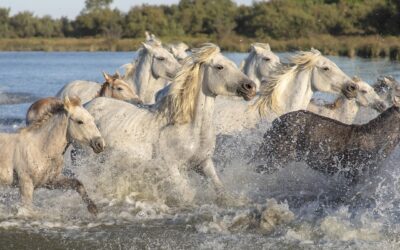 HIG WhiteHorse closes latest direct lending fund at $1.65bn