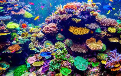 Pegasus Capital holds $130m first close for Global Fund for Coral Reefs