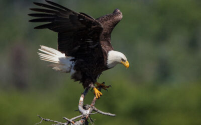 EagleTree Capital eyes up to $2.1bn for new flagship fund, reaches first close