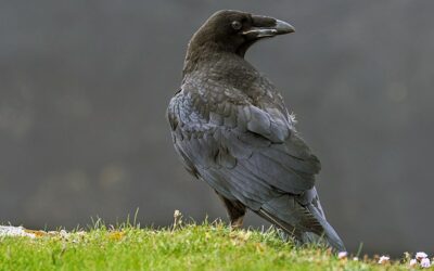 Raven Raises $834m for Credit Fund II Focused on Asset-based Loans