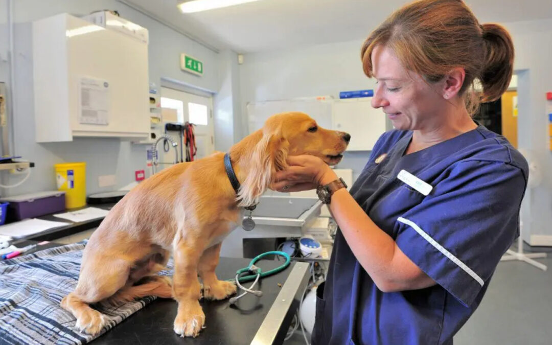 BC Partners seeking £3bn VetPartners sale