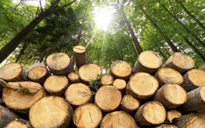 New Forests raises €410m for sustainable forestry fund backed by European investors