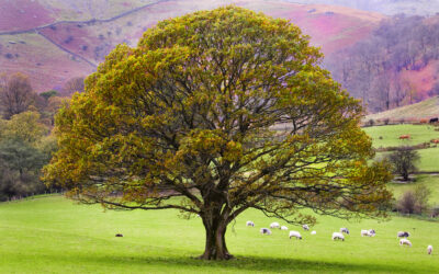 Oaktree raises $16bn for latest opportunities fund, deploys over $7bn