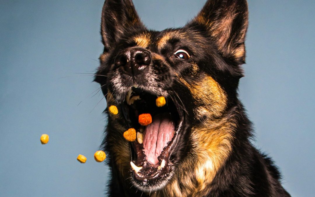 CapVest-backed IPN acquires premium pet food producer Sopral from Parquest